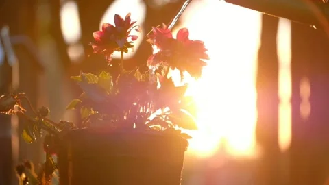 Watering the flowers Stock Footage 200954697