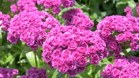 Watering flowers Stock Footage 248527335