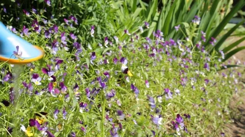 Watering flowers in the garden Stock Footage