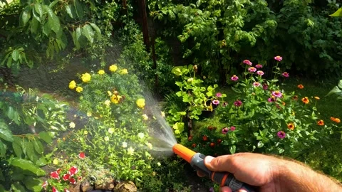 Watering flowers from a hose in a garden plot in summer, POV Stock Footage 194023329