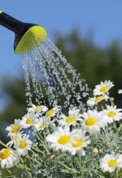 Watering flowers. Stock Photos