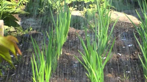 Watering 動画素材 85688473