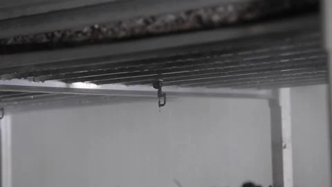 Watering Stock Footage 107317314