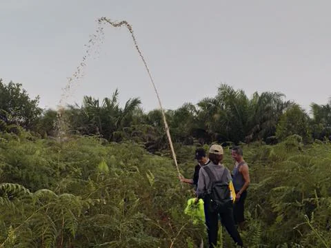 Watering the forest Foto stock