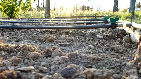 Watering garden with automatic drip irrigation system Stock Footage 128758528