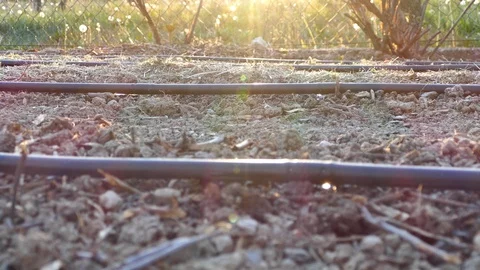 Watering garden with automatic drip irrigation system at sunset Stock Footage 128930050