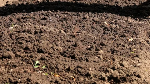 Watering the garden bed Stock Footage 38014005