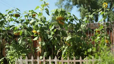 Watering Garden Stock Footage 11856953