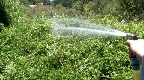 Watering Garden Stock Footage 22410011