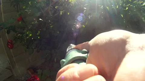 Watering the Garden Stock Footage 48501422