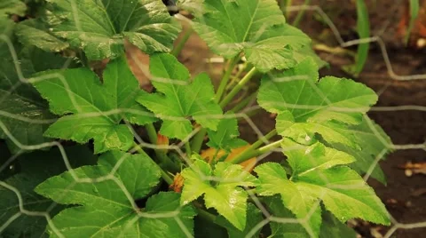 Watering in a garden 스톡 동영상 55751896