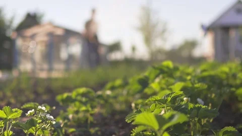 Watering the garden Stock Footage 76202005