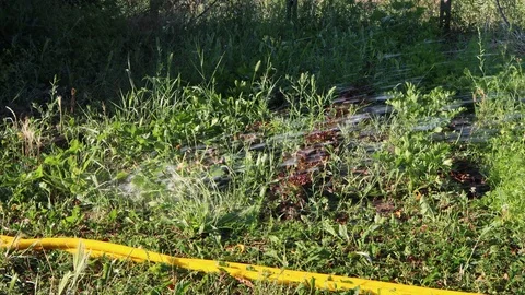 Watering the garden Stock Footage 111829016