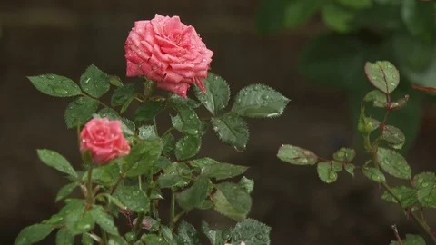 Watering Garden Stock Footage 123935425