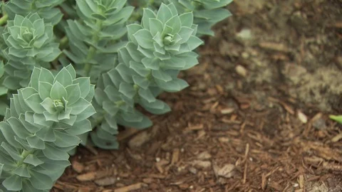 Watering Garden Stock Footage 123935476