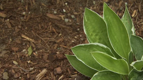 Watering Garden Stock Footage 123935494