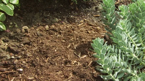 Watering Garden Stock Footage 123935517