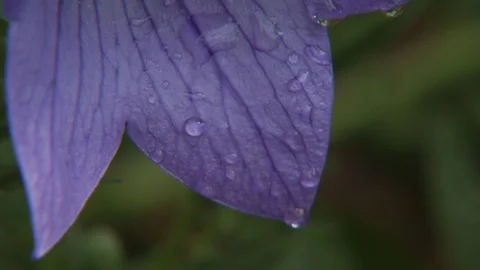 Watering Garden Stock Footage 123935546