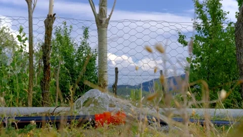 Watering garden Stock Footage 158534237