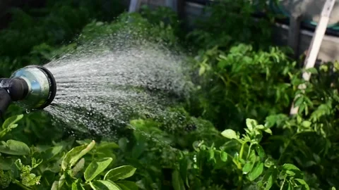 Watering garden Stock Footage 171191348