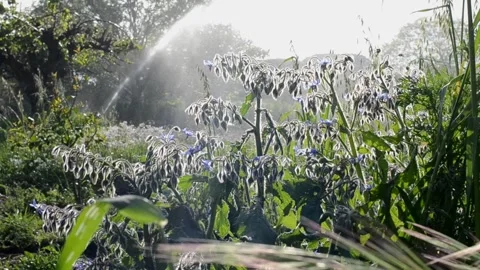 Watering the garden. Stock Footage 281579365