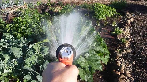 Watering Garden Point of View Stock Footage 51606489