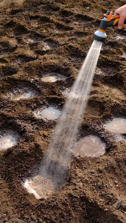 Watering in the garden. Selective focus. Stock Footage 315341765