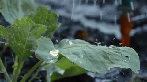 Watering the garden in summer 스톡 동영상 154427627