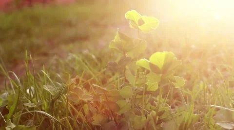 Watering garden in sunset Stock Footage 62774235