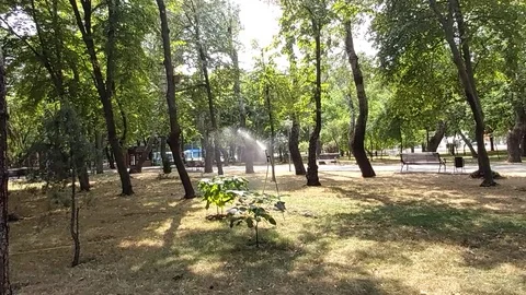 Watering the garden using a sprinkler system. Stock Footage 113295386