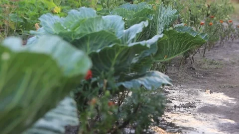Watering garden with vegetable close-up. Stock Footage 159020380