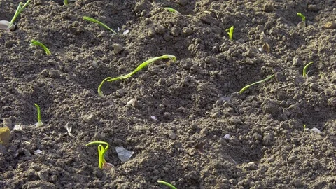 Watering the garlic sprouts Stock Footage 84774367