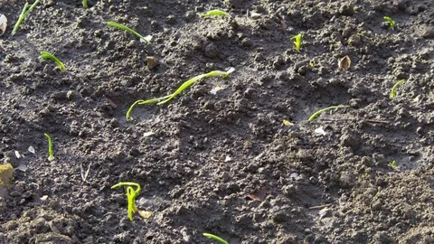 Watering the garlic sprouts Stock Footage 84774372