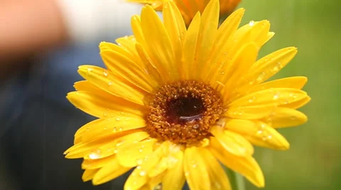 Watering Gerbera Flower Macro Stock Footage 57730075