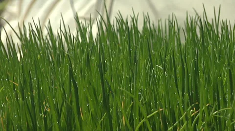 Watering Grass Close Up Stock Footage 35840586
