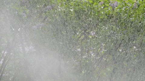 Watering of grass Vídeos de archivo 5256879