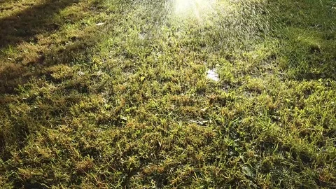 Watering grass Stock Footage 111147470