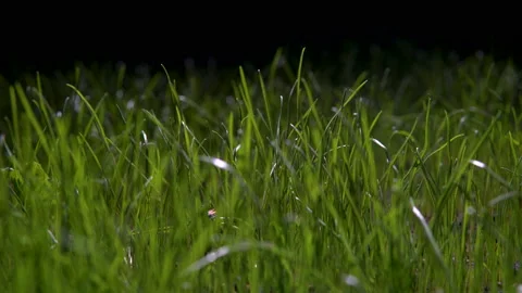 Watering the grass with water Stock Footage 90063345