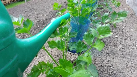 Watering green celery plants in the soil using a green plastic watering can clos Stock Footage 335398002