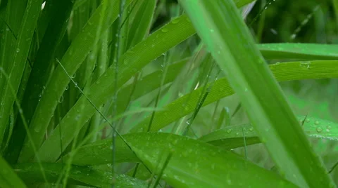 Watering green plants Stock Footage 64789540