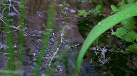 Watering green plants Stock Footage 64790213