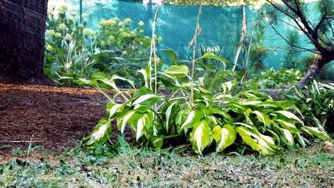 Watering green plants. Stock Footage 115077699