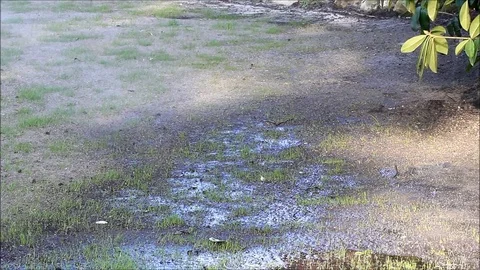 Watering on growing lawn Stock Footage