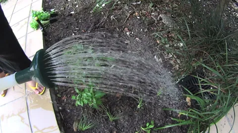 Watering Herbs In Garden Stock Footage 36620219