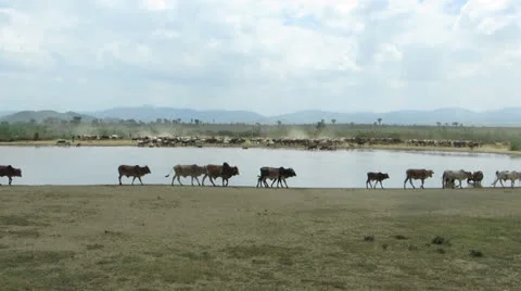 Watering hole Видео 24379086
