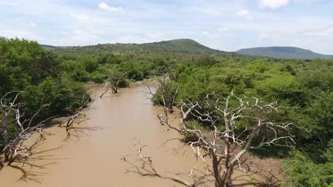 Watering Hole Stock Footage 206076219