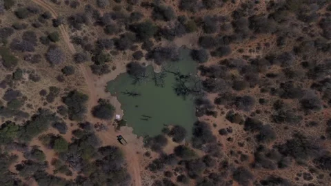 Watering Hole Video stock 342124522