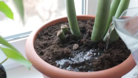 Watering home flowers, close-up. Watering house plants standing on the window Stock-Footage 266898853