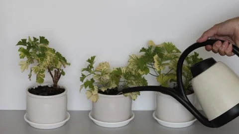 Watering home geranium plants Stock Footage 201716341