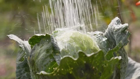 Watering home-grown cabbage in the vegetable garden. Slow motion. Stock Footage 283373906